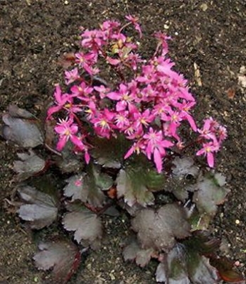 Saxifraga fortunei \